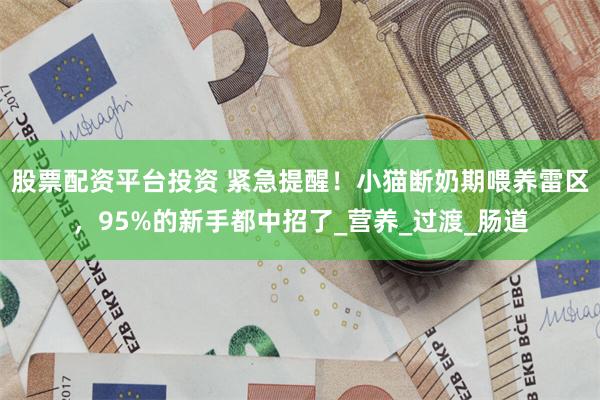 股票配资平台投资 紧急提醒！小猫断奶期喂养雷区，95%的新手都中招了_营养_过渡_肠道